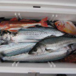 Aquanaut(アクアノート) 釣果