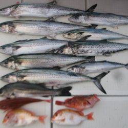 Aquanaut(アクアノート) 釣果