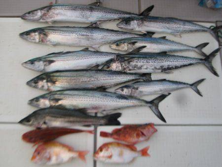 Aquanaut(アクアノート) 釣果