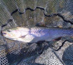 朝霞ガーデン 釣果