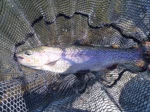 朝霞ガーデン 釣果