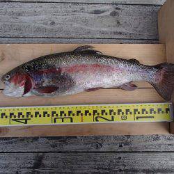 志高湖フィッシング 釣果