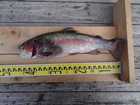 志高湖フィッシング 釣果