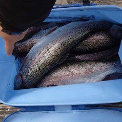 志高湖フィッシング 釣果