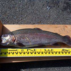 志高湖フィッシング 釣果