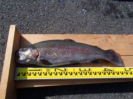 志高湖フィッシング 釣果