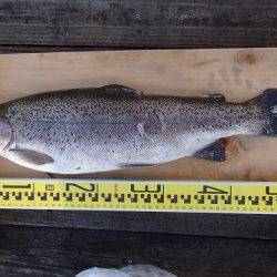 志高湖フィッシング 釣果