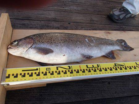 志高湖フィッシング 釣果