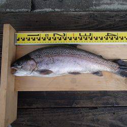 志高湖フィッシング 釣果