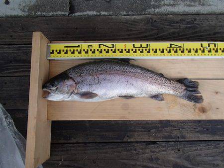 志高湖フィッシング 釣果