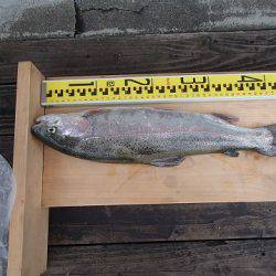 志高湖フィッシング 釣果