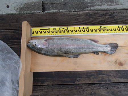 志高湖フィッシング 釣果