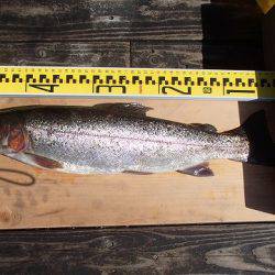 志高湖フィッシング 釣果