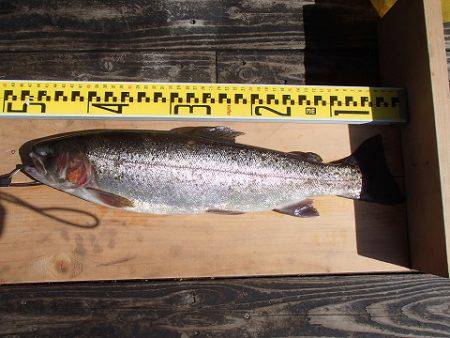 志高湖フィッシング 釣果