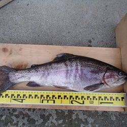 志高湖フィッシング 釣果