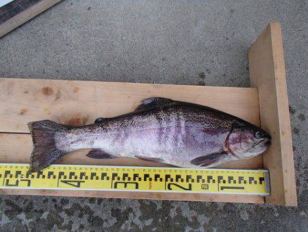 志高湖フィッシング 釣果