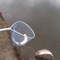 志高湖フィッシング 釣果