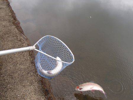 志高湖フィッシング 釣果