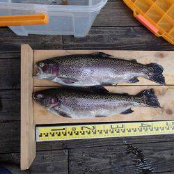 志高湖フィッシング 釣果