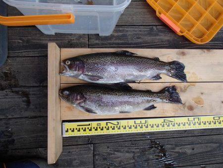 志高湖フィッシング 釣果