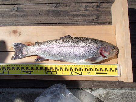 志高湖フィッシング 釣果