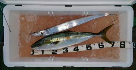 火遠理丸（ほおりまる） 釣果