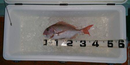 火遠理丸（ほおりまる） 釣果