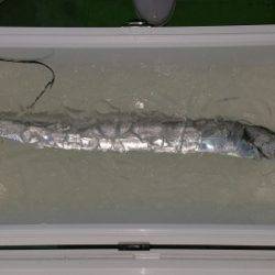 火遠理丸（ほおりまる） 釣果