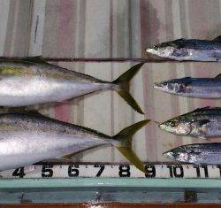 火遠理丸(ほおりまる) 釣果