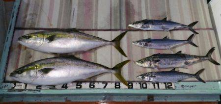 火遠理丸(ほおりまる) 釣果