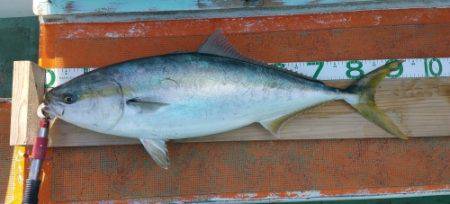 火遠理丸(ほおりまる) 釣果