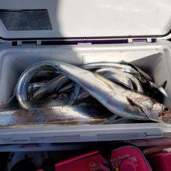 遊漁船　ニライカナイ 釣果