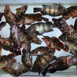 TOPGUN名古屋 釣果