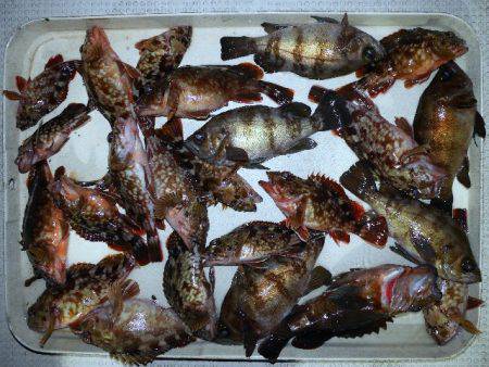 TOPGUN名古屋 釣果