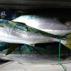 スカイマリン 釣果