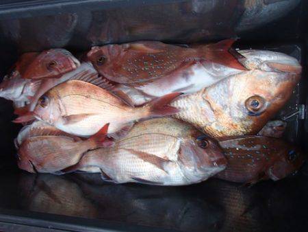 第二むつ漁丸 釣果