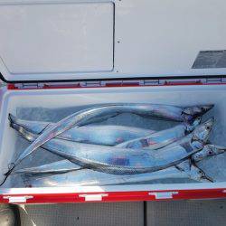 遊漁船　ニライカナイ 釣果