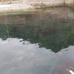 淡路じゃのひれフィッシングパーク 釣果