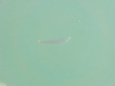 淡路じゃのひれフィッシングパーク 釣果