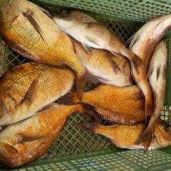 淡路じゃのひれフィッシングパーク 釣果