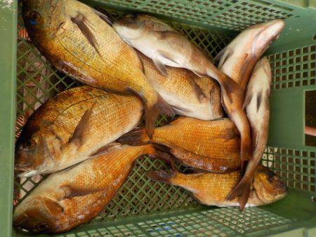 淡路じゃのひれフィッシングパーク 釣果