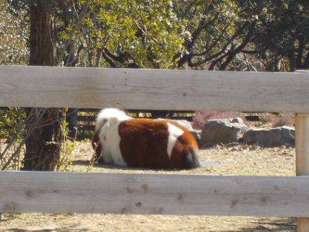 淡路じゃのひれフィッシングパーク 釣果