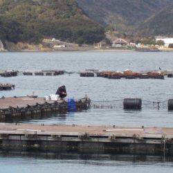 淡路じゃのひれフィッシングパーク 釣果