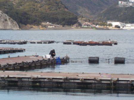 淡路じゃのひれフィッシングパーク 釣果