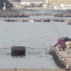 淡路じゃのひれフィッシングパーク 釣果