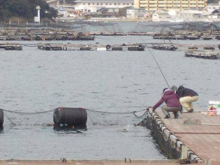 淡路じゃのひれフィッシングパーク 釣果