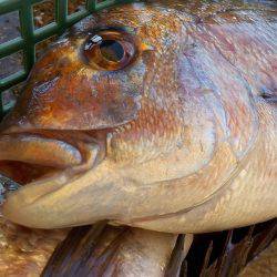 淡路じゃのひれフィッシングパーク 釣果