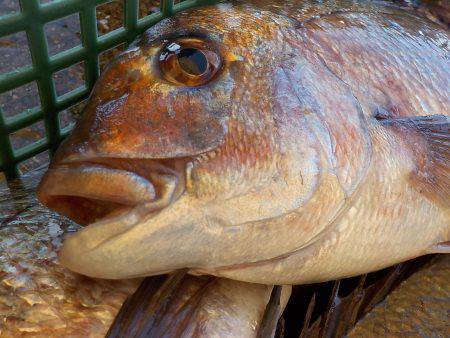 淡路じゃのひれフィッシングパーク 釣果