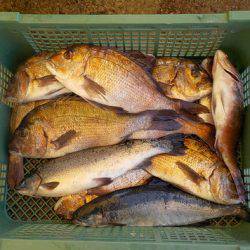 淡路じゃのひれフィッシングパーク 釣果