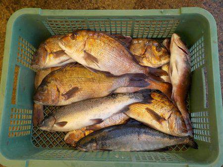 淡路じゃのひれフィッシングパーク 釣果